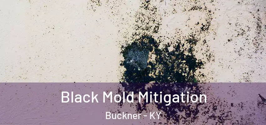 Black Mold Mitigation Buckner - KY