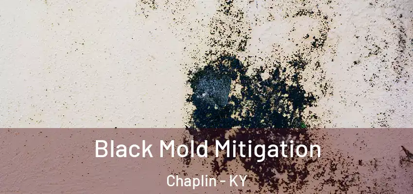  Black Mold Mitigation Chaplin - KY