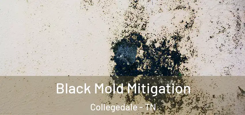  Black Mold Mitigation Collegedale - TN