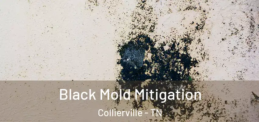 Black Mold Mitigation Collierville - TN