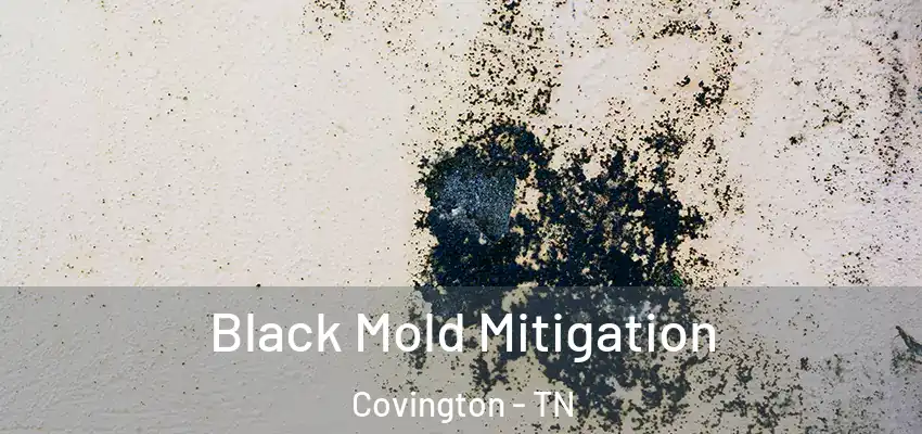  Black Mold Mitigation Covington - TN