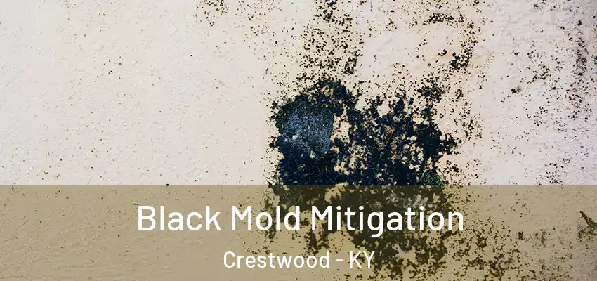 Black Mold Mitigation Crestwood - KY