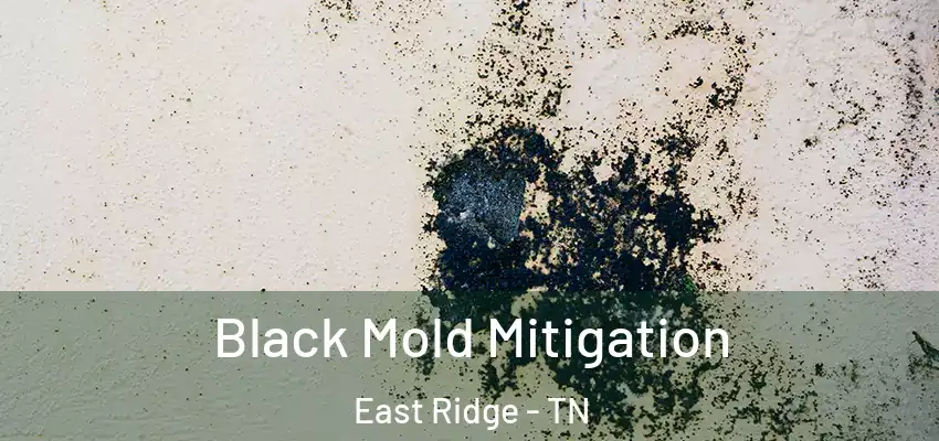  Black Mold Mitigation East Ridge - TN