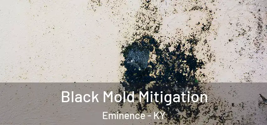  Black Mold Mitigation Eminence - KY