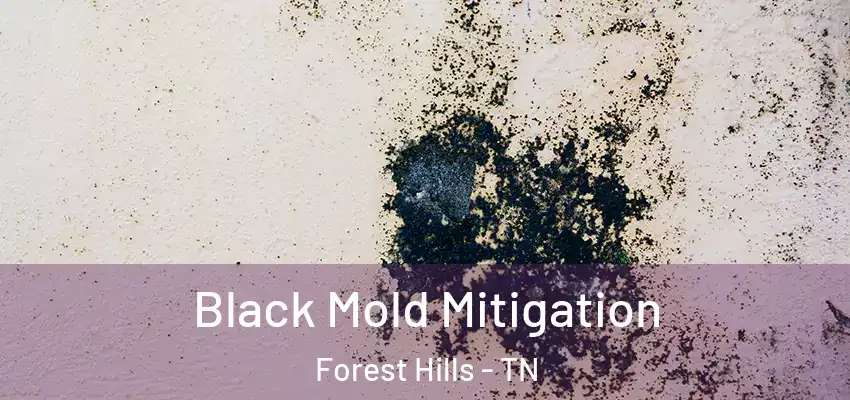  Black Mold Mitigation Forest Hills - TN
