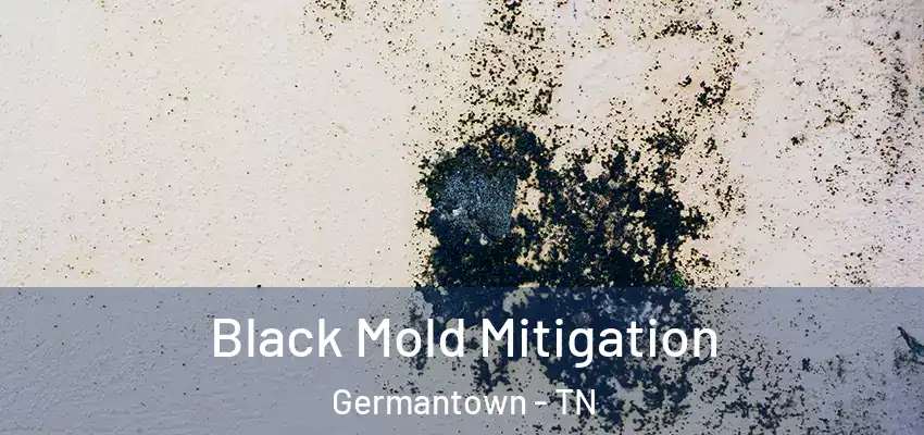  Black Mold Mitigation Germantown - TN