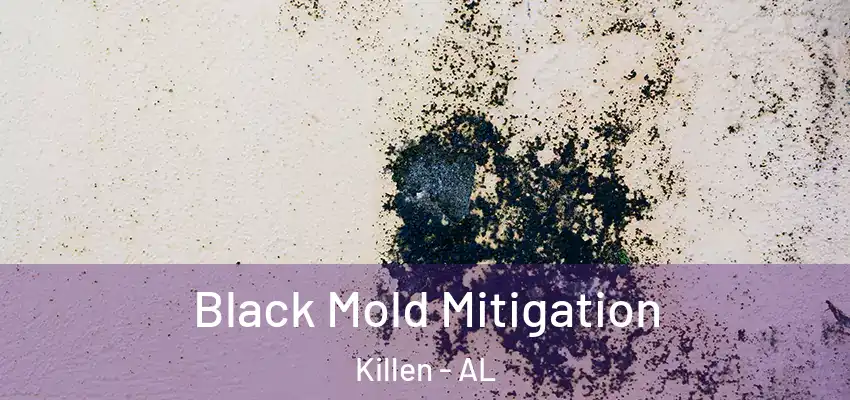  Black Mold Mitigation Killen - AL