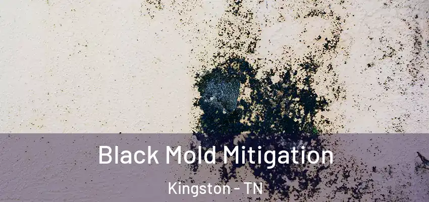 Black Mold Mitigation Kingston - TN