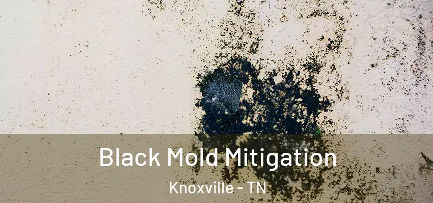 Black Mold Mitigation Knoxville - TN