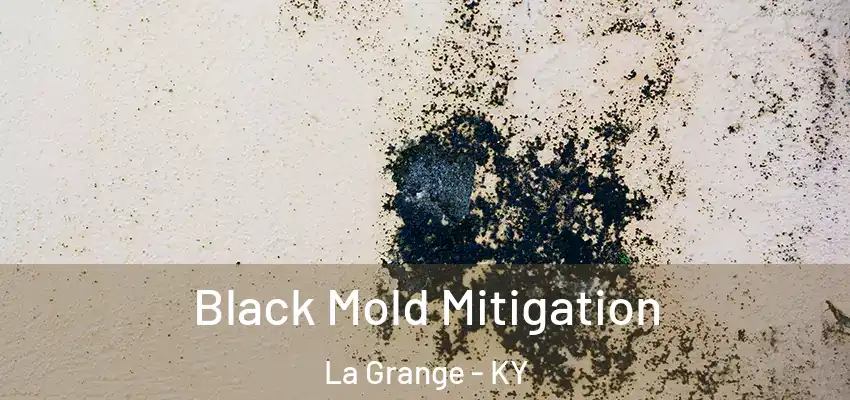  Black Mold Mitigation La Grange - KY