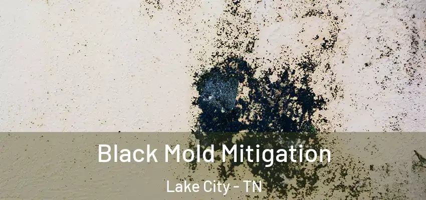 Black Mold Mitigation Lake City - TN
