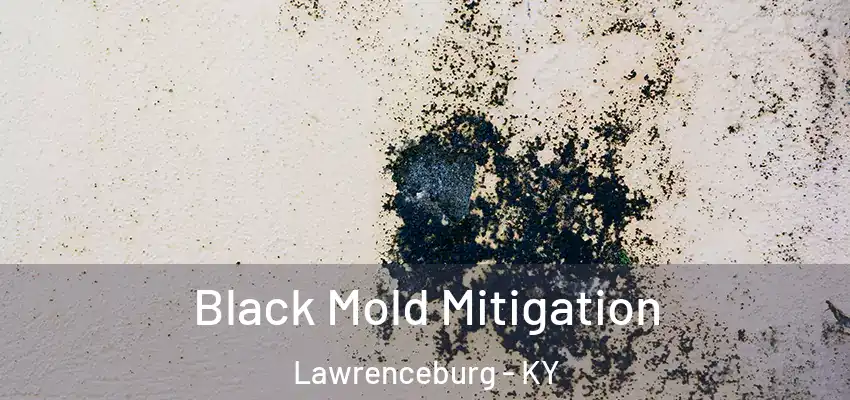  Black Mold Mitigation Lawrenceburg - KY
