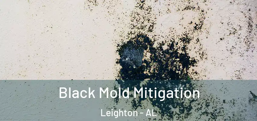 Black Mold Mitigation Leighton - AL