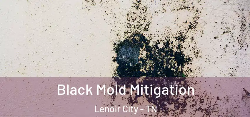  Black Mold Mitigation Lenoir City - TN