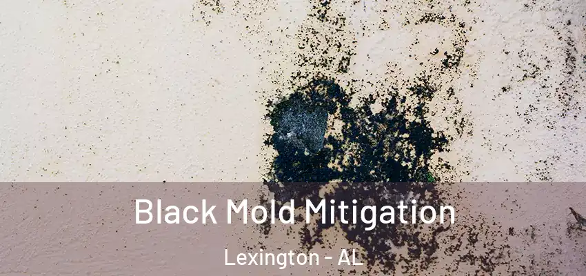  Black Mold Mitigation Lexington - AL