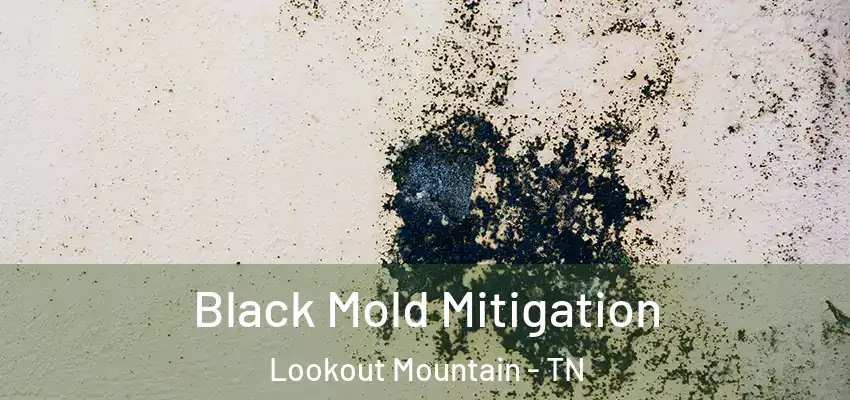 Black Mold Mitigation Lookout Mountain - TN