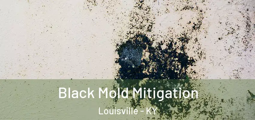  Black Mold Mitigation Louisville - KY