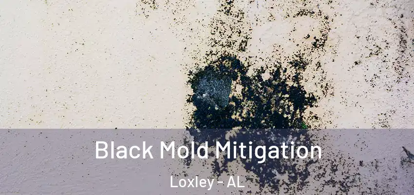  Black Mold Mitigation Loxley - AL