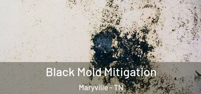 Black Mold Mitigation Maryville - TN