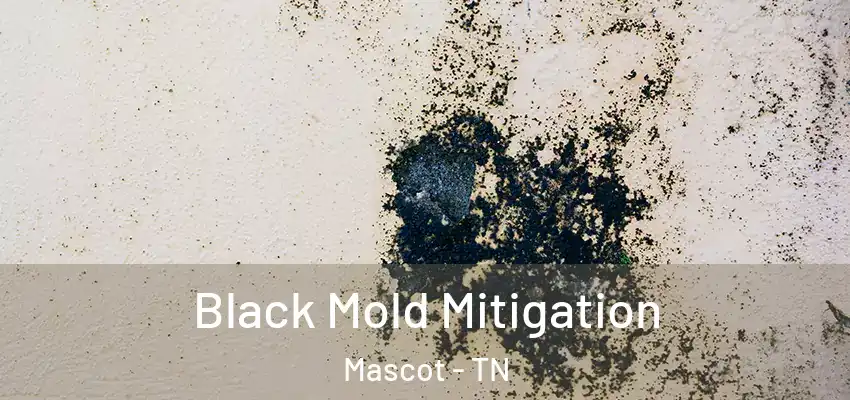Black Mold Mitigation Mascot - TN