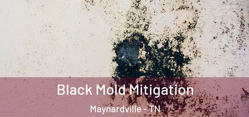 Black Mold Mitigation Maynardville - TN