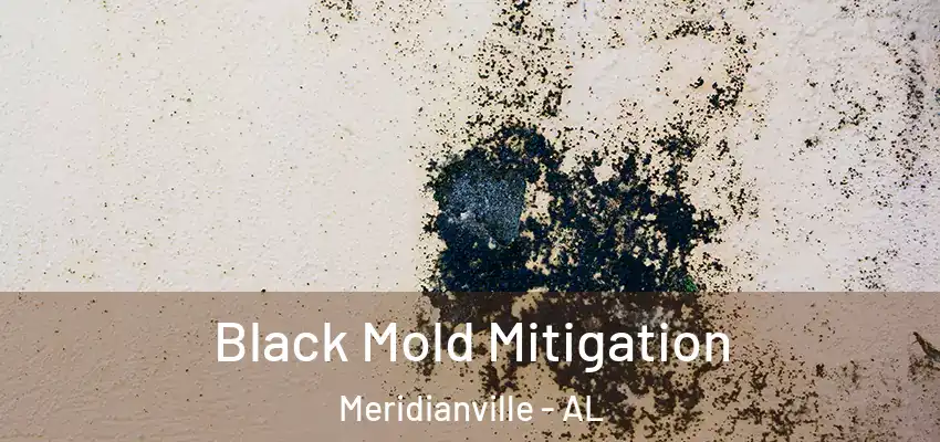  Black Mold Mitigation Meridianville - AL