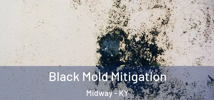  Black Mold Mitigation Midway - KY