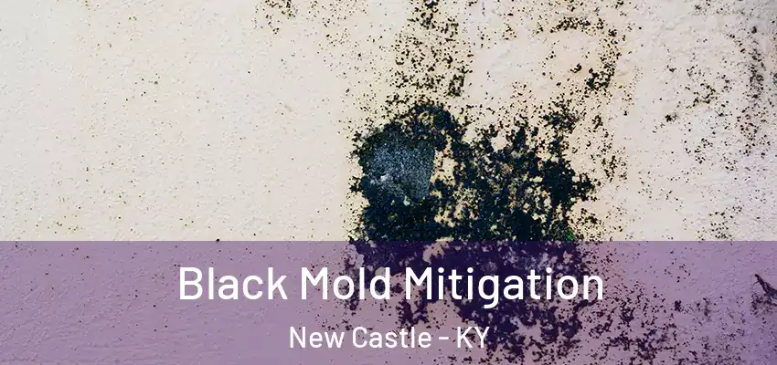 Black Mold Mitigation New Castle - KY