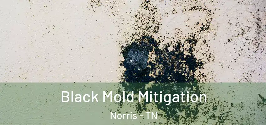 Black Mold Mitigation Norris - TN