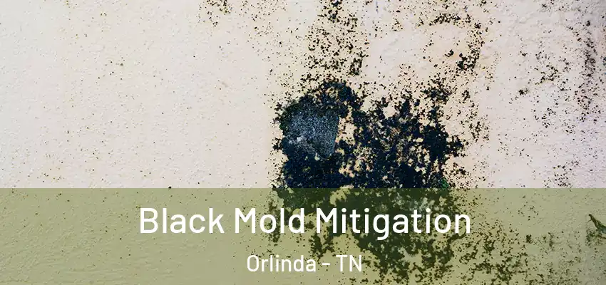  Black Mold Mitigation Orlinda - TN