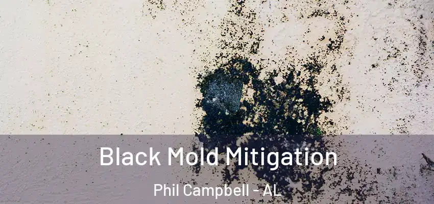  Black Mold Mitigation Phil Campbell - AL