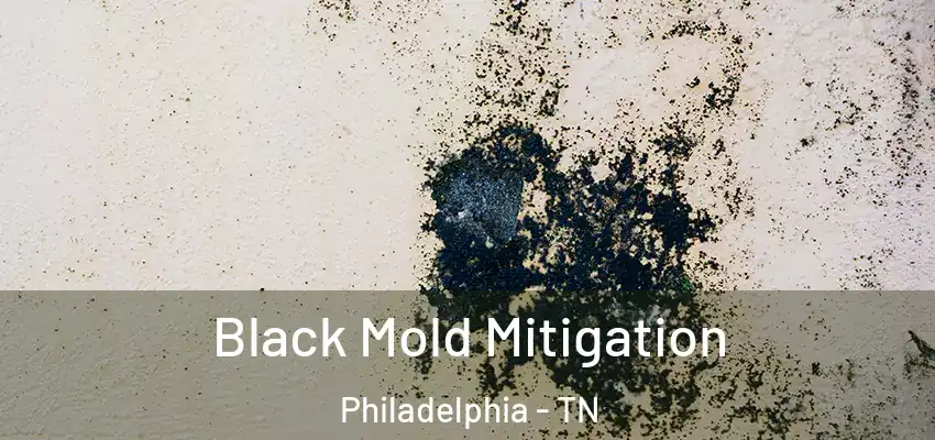 Black Mold Mitigation Philadelphia - TN