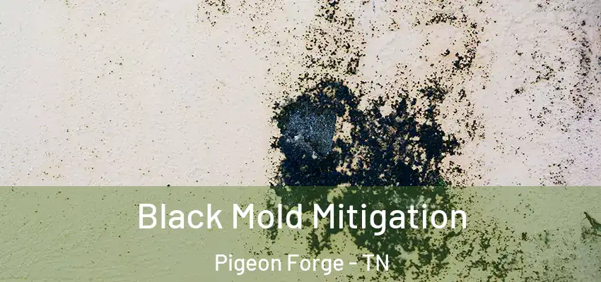  Black Mold Mitigation Pigeon Forge - TN