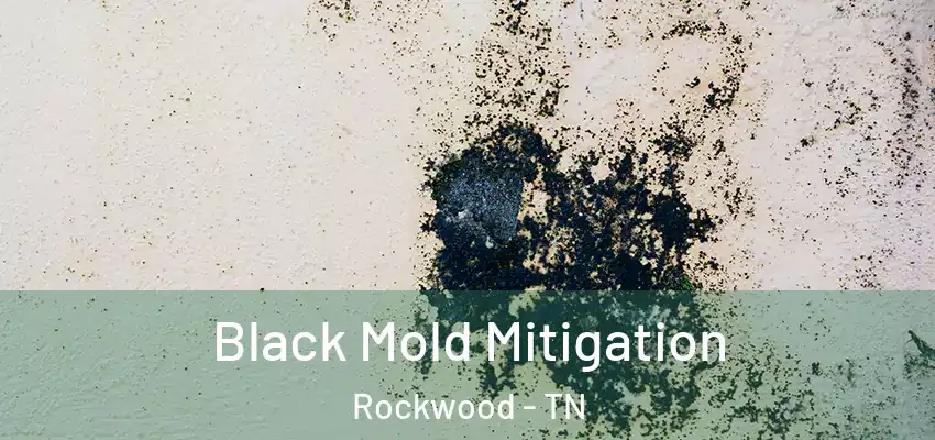 Black Mold Mitigation Rockwood - TN