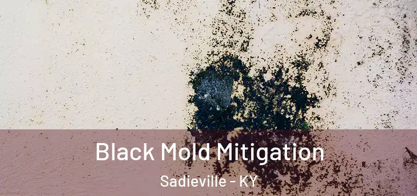 Black Mold Mitigation Sadieville - KY