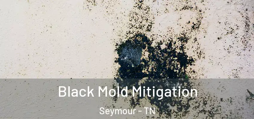 Black Mold Mitigation Seymour - TN