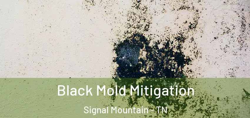  Black Mold Mitigation Signal Mountain - TN