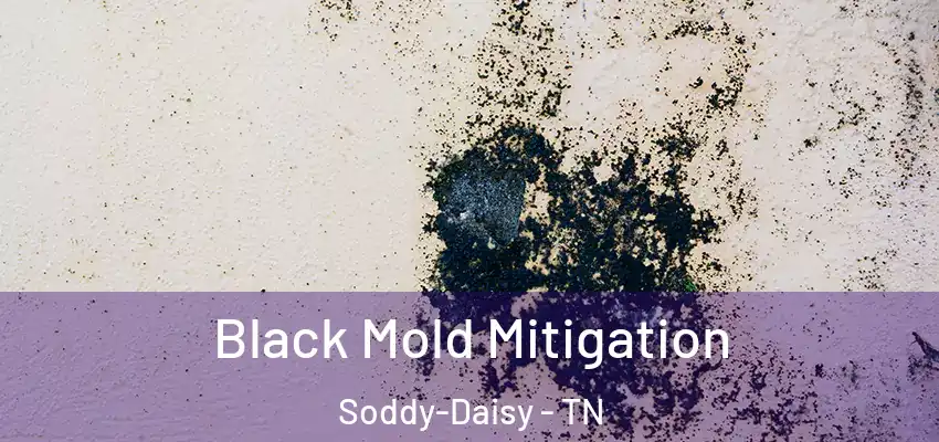 Black Mold Mitigation Soddy-Daisy - TN