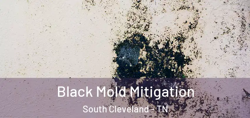 Black Mold Mitigation South Cleveland - TN