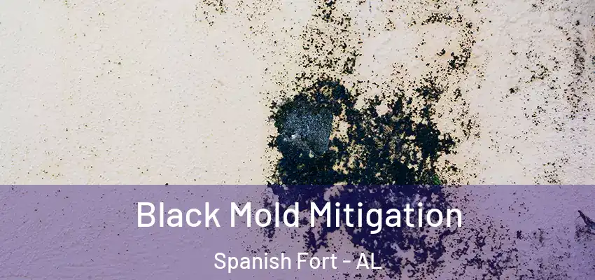  Black Mold Mitigation Spanish Fort - AL