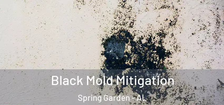 Black Mold Mitigation Spring Garden - AL