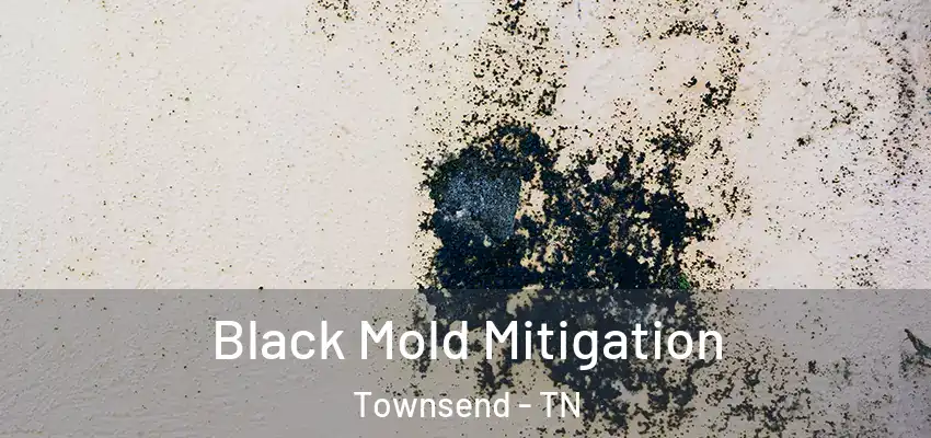  Black Mold Mitigation Townsend - TN