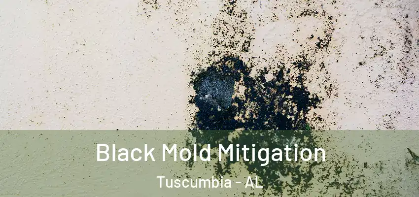 Black Mold Mitigation Tuscumbia - AL