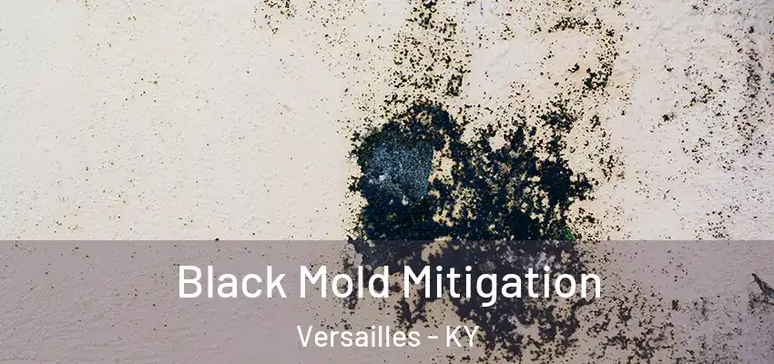 Black Mold Mitigation Versailles - KY