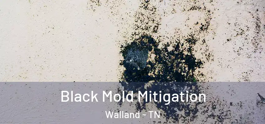  Black Mold Mitigation Walland - TN
