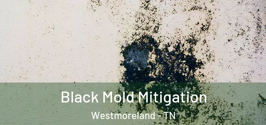 Black Mold Mitigation Westmoreland - TN