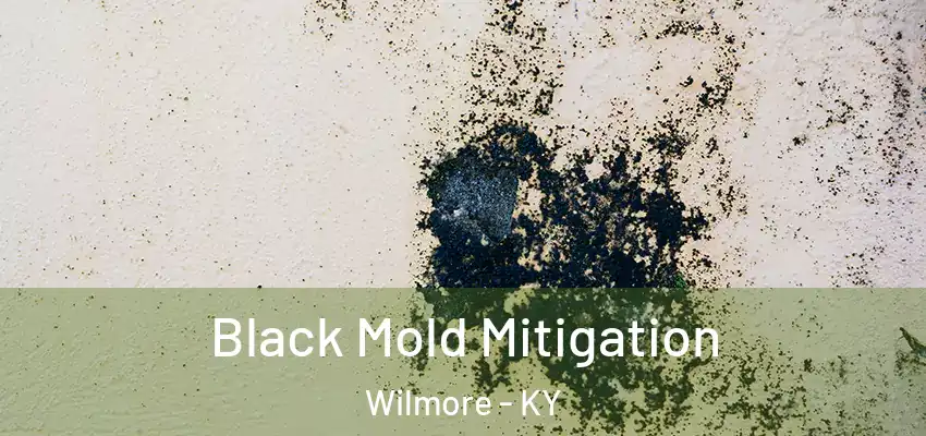 Black Mold Mitigation Wilmore - KY