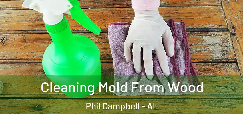  Cleaning Mold From Wood Phil Campbell - AL