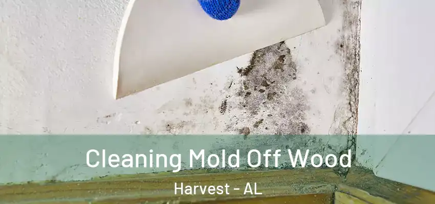 Cleaning Mold Off Wood Harvest - AL