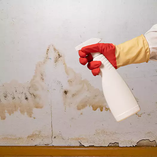 Trusted Black Mold Mitigation Specialists in Memphis, TN